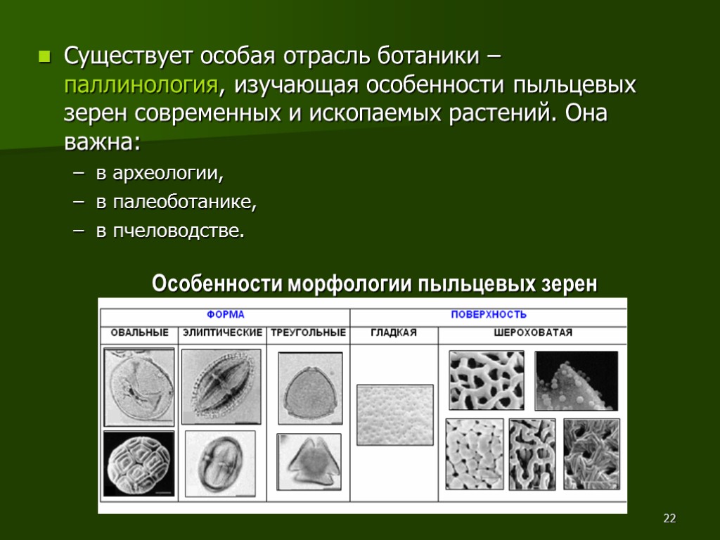 22 Существует особая отрасль ботаники – паллинология, изучающая особенности пыльцевых зерен современных и ископаемых